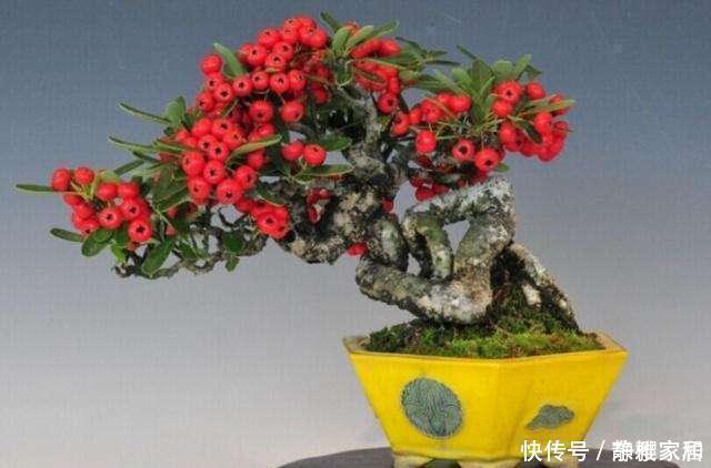 火棘盆景如何采桩?怎样养护才能让它更美