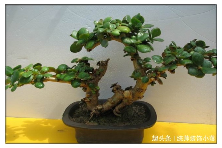 夏季玉树叶片发软，教你3招，叶片油绿枝芽冒满盆