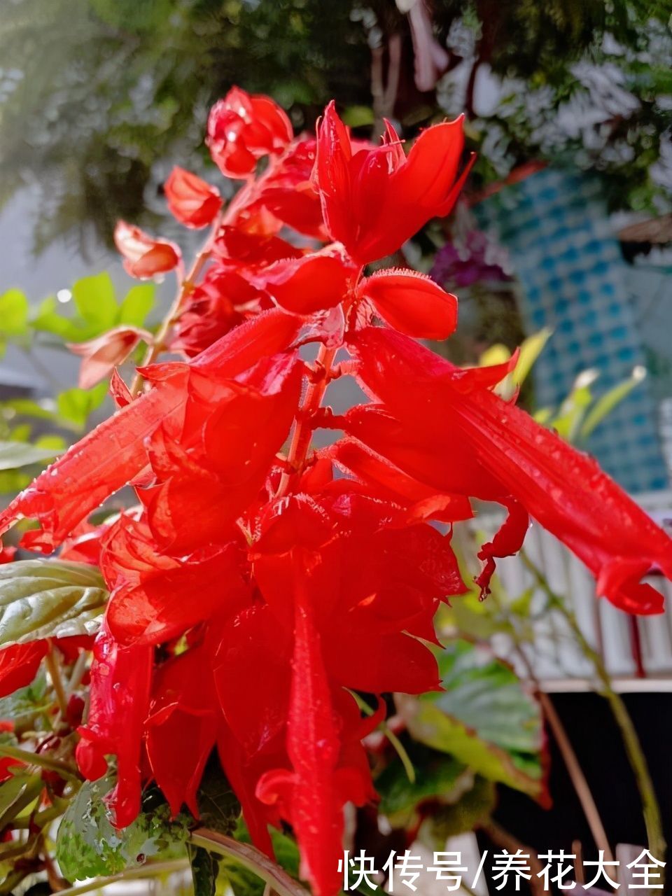 这5种花特别不怕晒，夏天里，养花杀手的福音