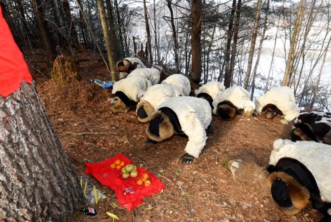 药材|老把头秋天进长白山，他们四处寻找“鬼火”，目的是采集一种植物