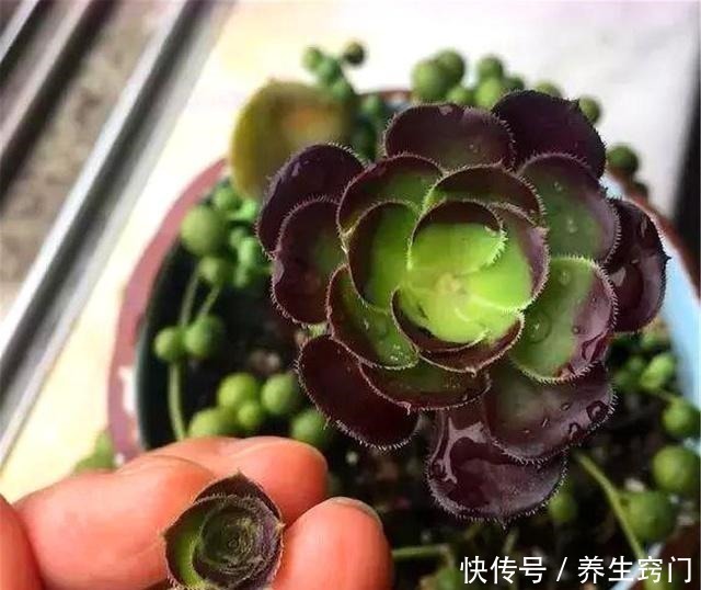 伤口处|想要多肉“崽子”爆盆就得“砍头”吗还有1个诀窍,7天爆6芽头!