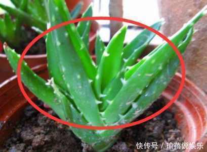 家里再穷也要养这3种花,不仅能净化空气,还