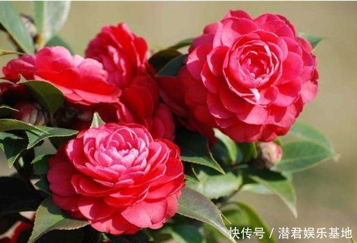 时尚|这些花是爆盆“能手”,时尚典雅,清新自然,深受花友的喜欢