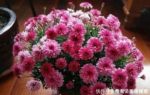 她用一斤花生壳把花养爆盆,四季油绿,花开不停,邻居看了都羡慕