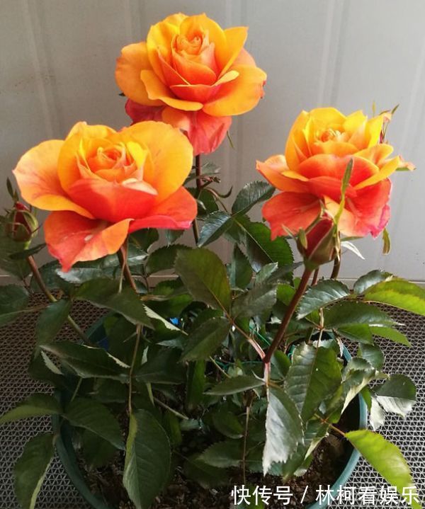 喜欢养玫瑰,不如养“高档品种”艾帕索玫瑰,花色橙黄,高端大气