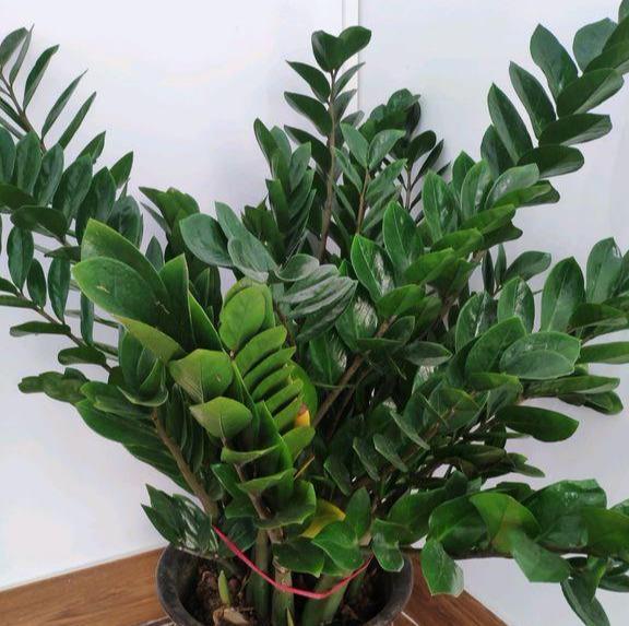 金钱树黄叶干瘪瘪?怎么办?3个表现,一一解决,满盆大新芽