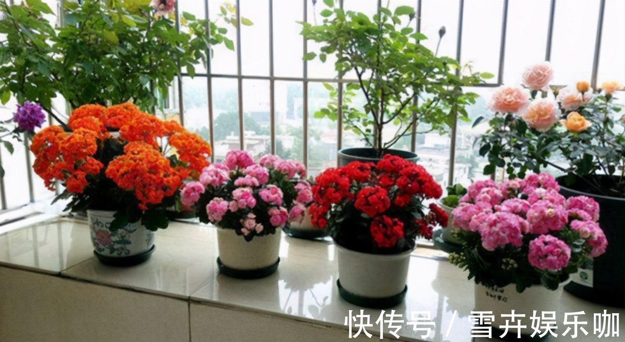 天热需要“睡觉”的四种花,“断粮”少水的穷养,长得更好