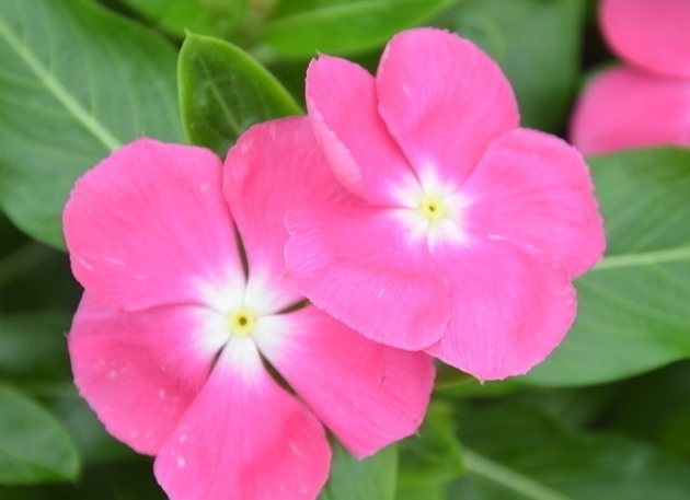 此花花期长,虽然美,但有剧毒,误食可致幻,带你回忆到此前