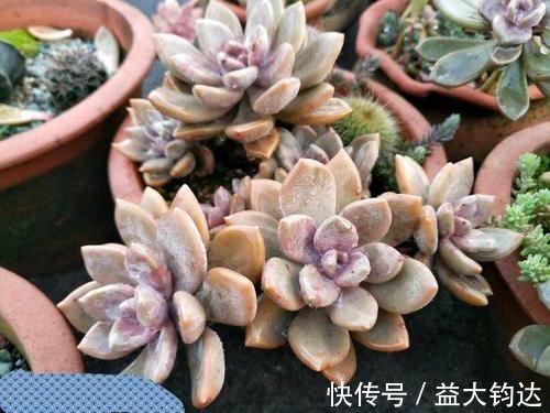 新手|3种“零差评”的多肉植物,新手、老手都喜欢,养成老桩更好看