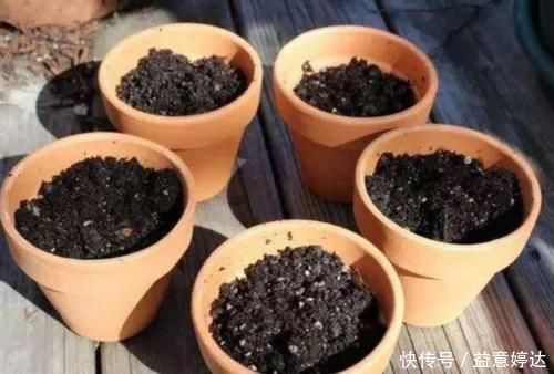 营养土不用花钱买，自己制作的“营养土”，养啥花都旺