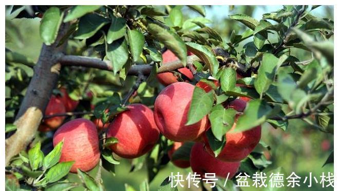 小事|白露前后，记得多吃“5种水果”，少做“3件小事”，秋冬少生病