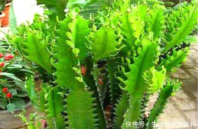 养龙骨花，要谨记一个“懒”字，越懒长得越壮，勤快容易出问题！