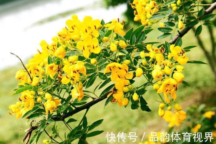 此花花色金黄灿烂,发出明亮而璀璨的光芒,具有与人为善的寓意