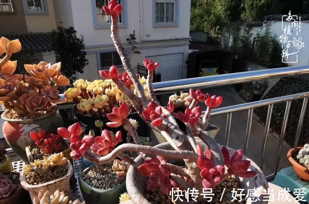 治愈之“肉”:愿所有的养肉人都被这些“胖子们”治愈