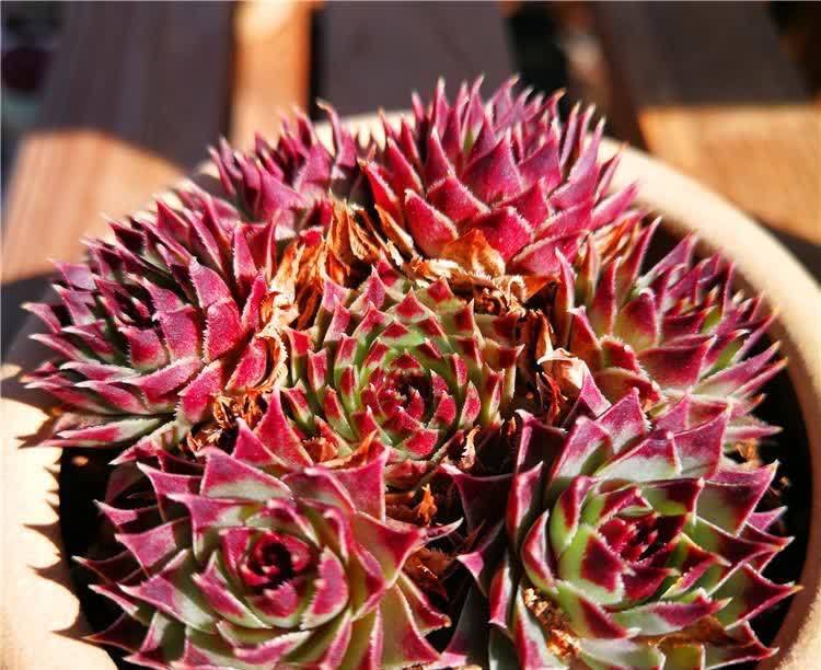 好养活的3种盆栽,一棵养出十棵,不停爆小崽,皮实又好看