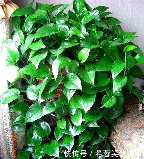 酸碱度|养绿萝,别忘加点这种“料”,叶片不黄,新芽猛窜,一个月就爆盆