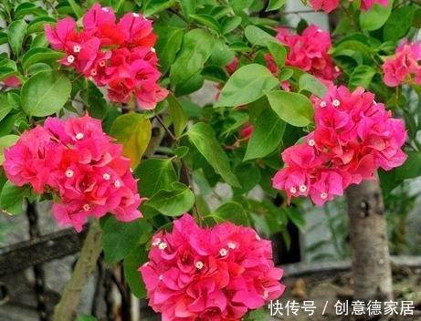 新手养护花卉,就养花开满枝、红彤彤的花卉,比叶子还多!