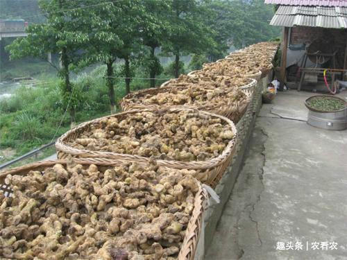 神仙芝草经|价值不输人参,过去用来喂猪,如今被大面积种植,30元一斤很抢手