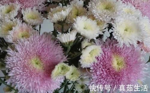 喜欢养花,不如养盆珀菊,开花量多,还好养,一盆变十几盆