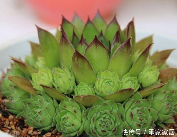 它被称为“最好养活的花”,一种就活,年年爆盆,一颗繁殖50棵