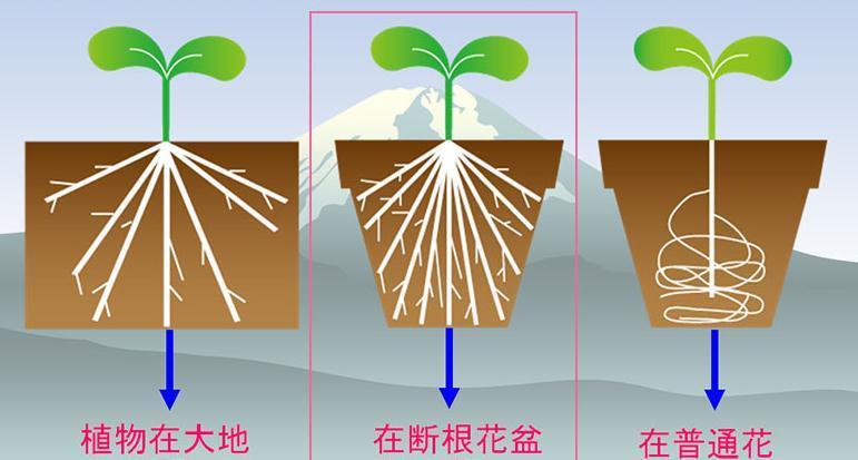 什么样的花盆才是靠谱的好花盆