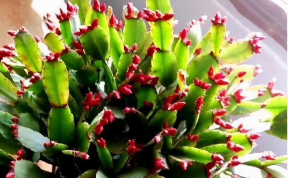 冷天,蟹爪兰有5怕,避开才能长满“钢片叶”,一年比一年开花多