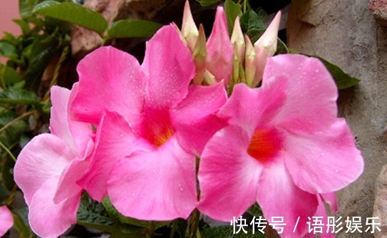 这些花朵一到夏天就开爆,简单好养,不打理也能开花,开花贼好看