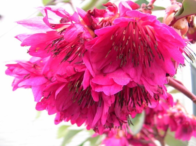 养个不一般的荷花，开花是在树上的，养护的方法难度也不是很大