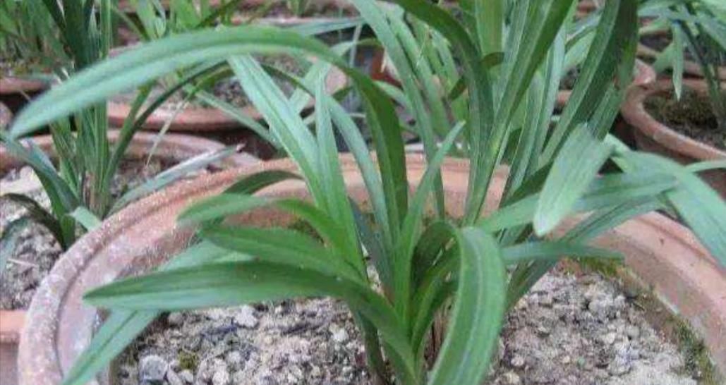 用草木灰养花,有这么多好处,但是这类花卉可不能用