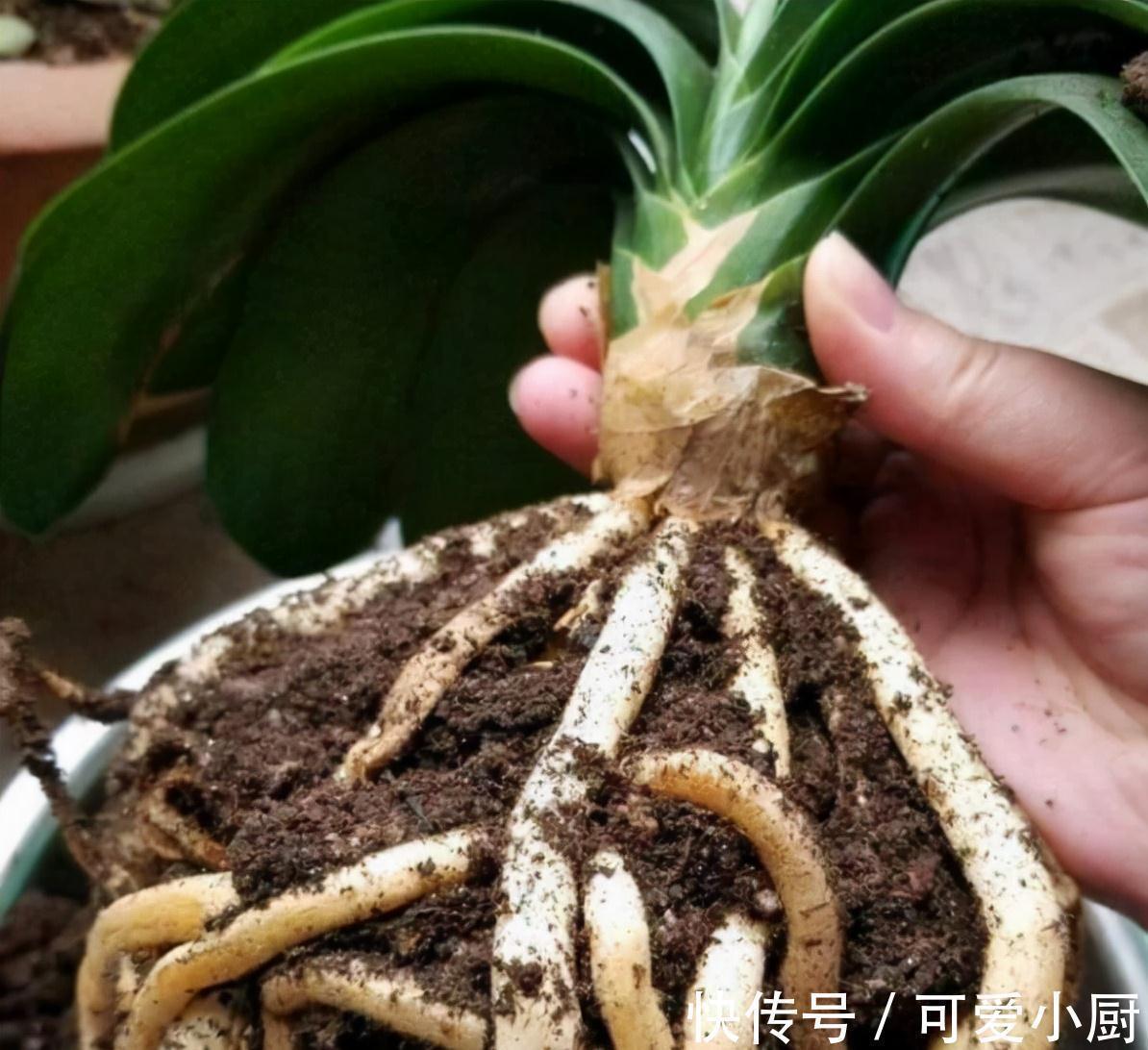 君子兰爱烂根,学会4点,快速生根,叶片翠绿挺拔