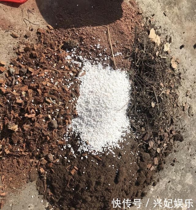 植株|养花“杀手”都有的5个毛病,难怪买花“养1盆死1盆”,要改正了