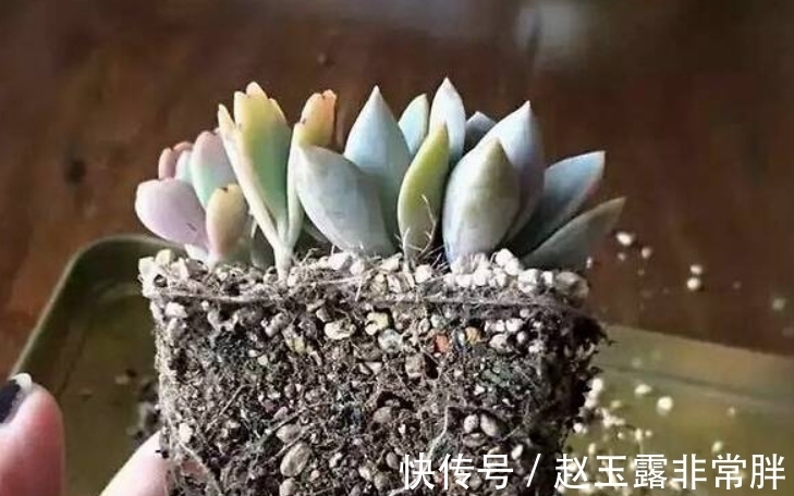 新手养多肉容易“踩雷”,绕过4个“雷区”,才知道多肉并不难养