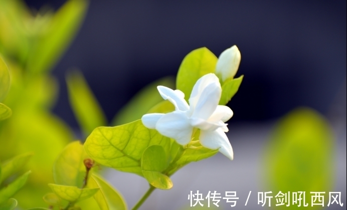 霉运|2021年底，桃花朵朵，福运临门，事业腾飞，彻底告别霉运的3星座