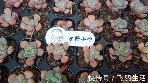 肉友|养多肉浇水需要注意细节,浇水方式要考虑多方面,才能养好肉肉