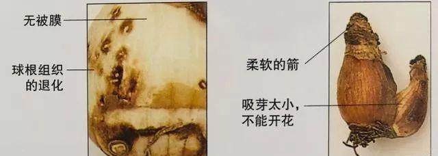 仙客来|想要养好球根花卉,这4点要注意,赶紧学起来,每年都可以开花