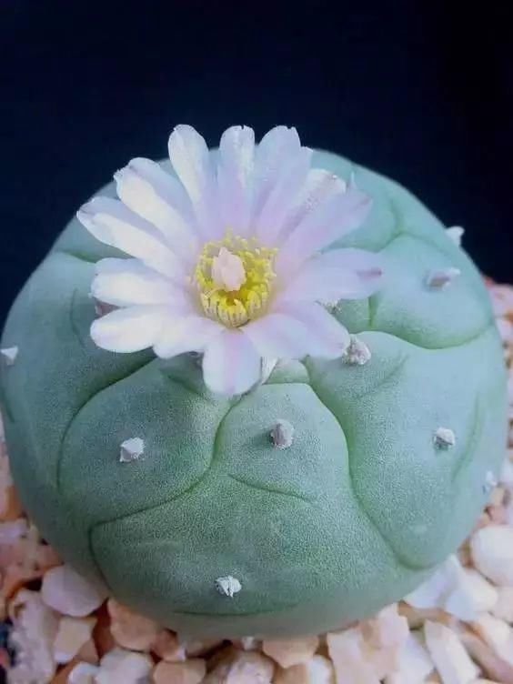  娇艳|石生花，绝美娇艳！