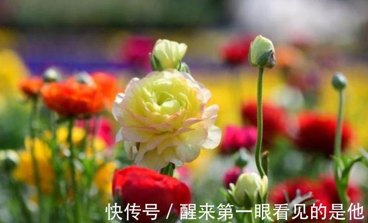 芹叶牡丹|养花就养这几款,全年开花不停,阳台养出小花园