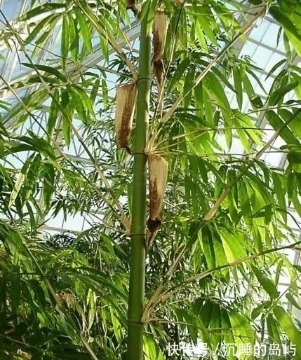 桂竹|26种 · 竹子大全