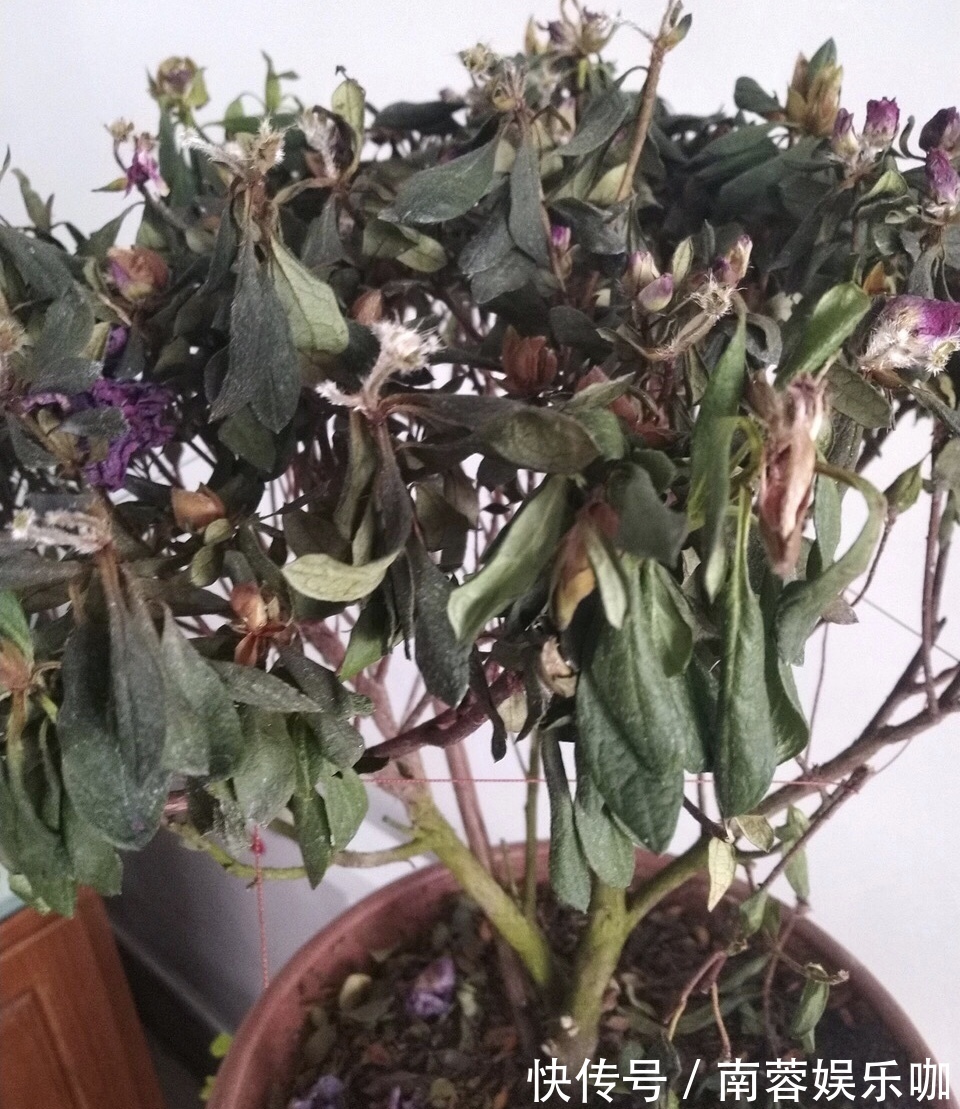杜鹃花|养不好5种植物,就要赶紧“跳坑”,不然买多少、死多少