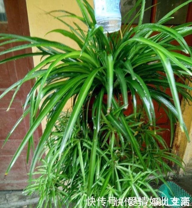 叶片|邻居家的“吊兰”泛滥成灾,每盆长成“狮子头”,窍门有3个!