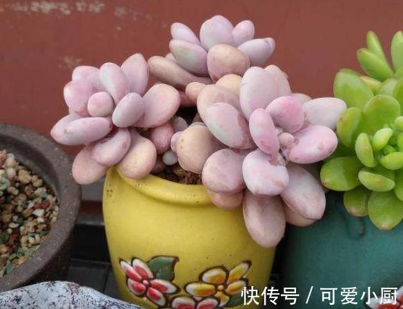 你家的多肉植物只长高,不长胖,这样浇水后,多肉胖嘟嘟