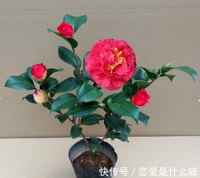 月季|别只养月季了，此花比牡丹还美，芳香四溢还好养