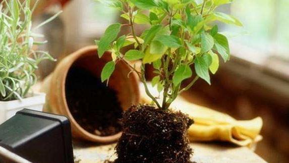 花卉总烂根，教你用4招快速判断植物是否烂根，简单又实用