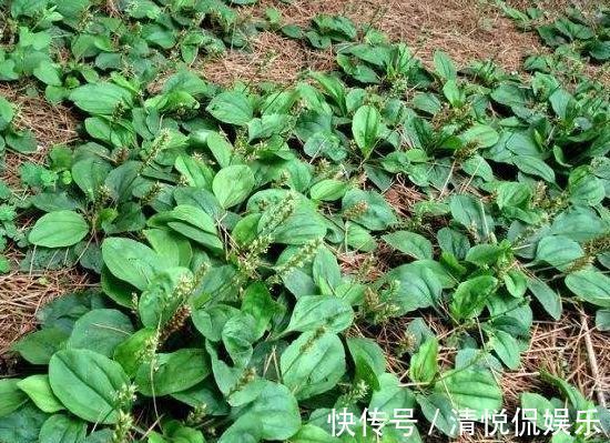 老农们|农村生长在墙角边的野草,老农们用它泡水喝,“止咳”效果好