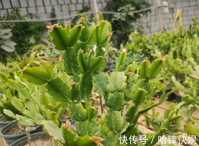 9月底养蟹爪兰，肥料一定要选对，把握时机用对肥，一开花就爆盆