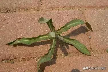 我们大东北的山野菜大全 看完别淌哈拉子 太全了 快资讯