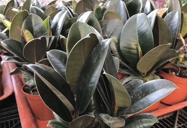 松柏|过年就养“镇宅树”,6年后成为“盆景树”,比松柏值钱,寓意好