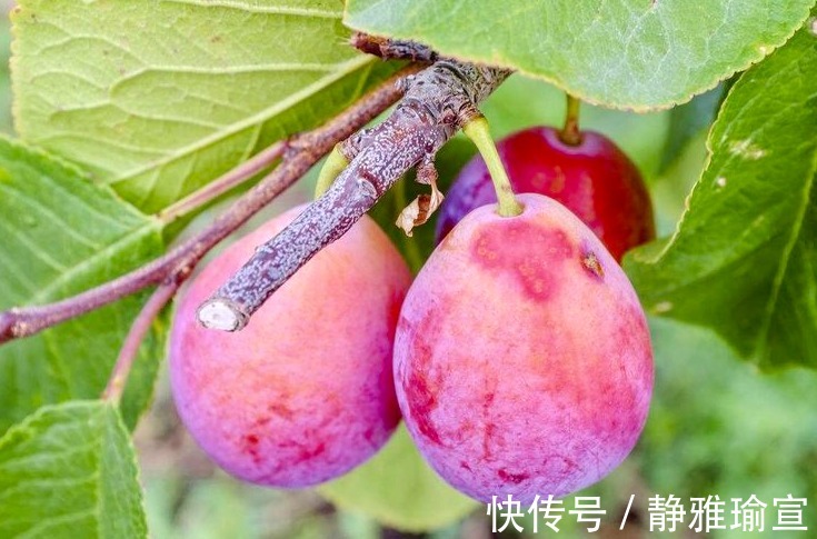 抗氧化剂|女人想要年轻,每天吃2个西梅,抗衰老,美容,排毒素,效果显著