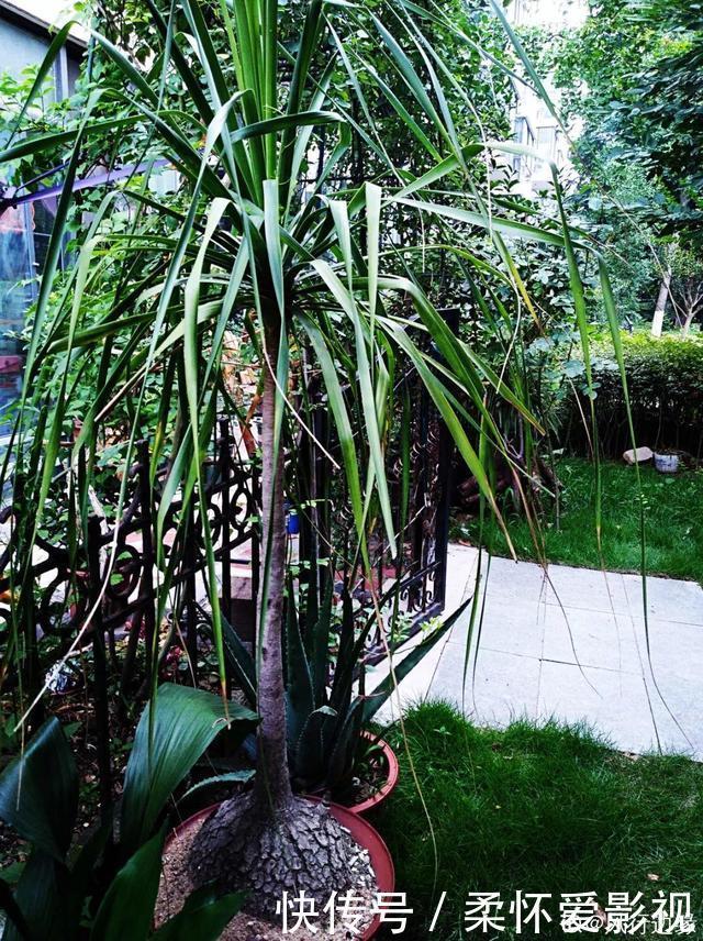 这10种耐旱花,2个月不浇水,叶子反而绿油油