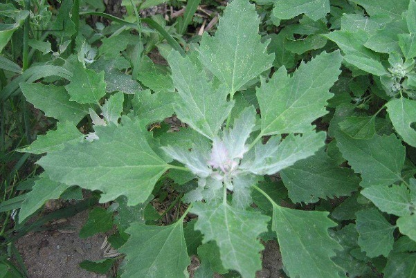 刺儿菜|乡下人常吃的天然钙片，漫山遍野都是，不仅补钙，还有许多好处